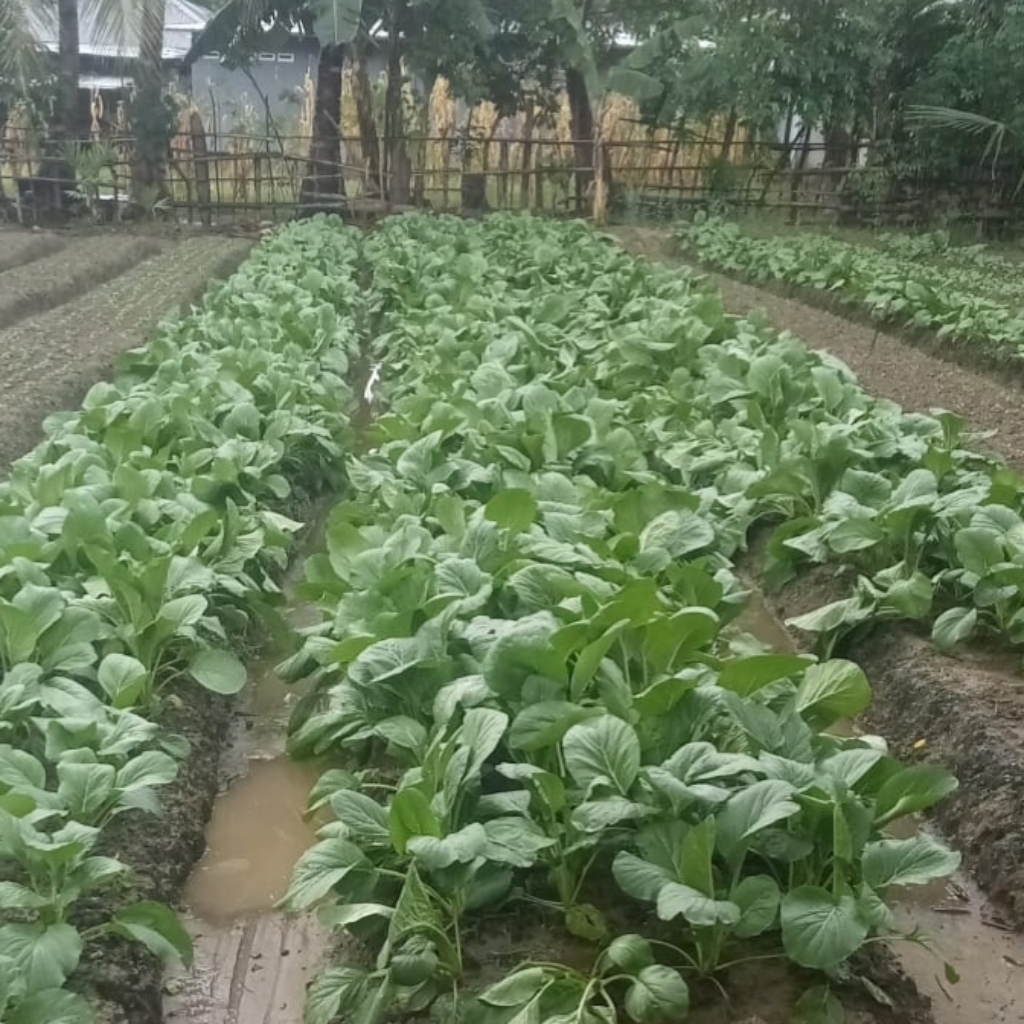 Dari Pekarangan ke Dapur MBG: Kisah Sukses Petani Motaulun yang Raup Ratusan Ribu Rupiah per Bedeng