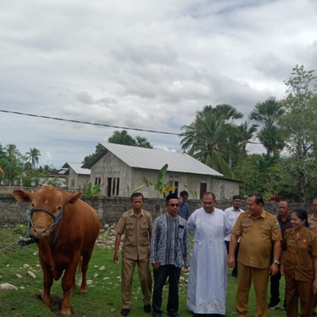 Sapi Kurban Presiden Prabowo 850 Kg Tiba di Malaka, Pemkab Salurkan Lima Hewan Kurban untuk Masjid