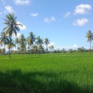 Irigasi Lancar, Produktivitas Padi Petani Desa Loofoun- Malaka Diprediksi Meningkat