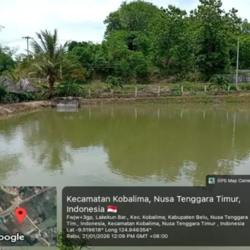 Dana Desa Lakekun Barat Tuntas Terealisasi, Pemerintah Desa Pacu Infrastruktur dan Penguatan Ekonomi Warga