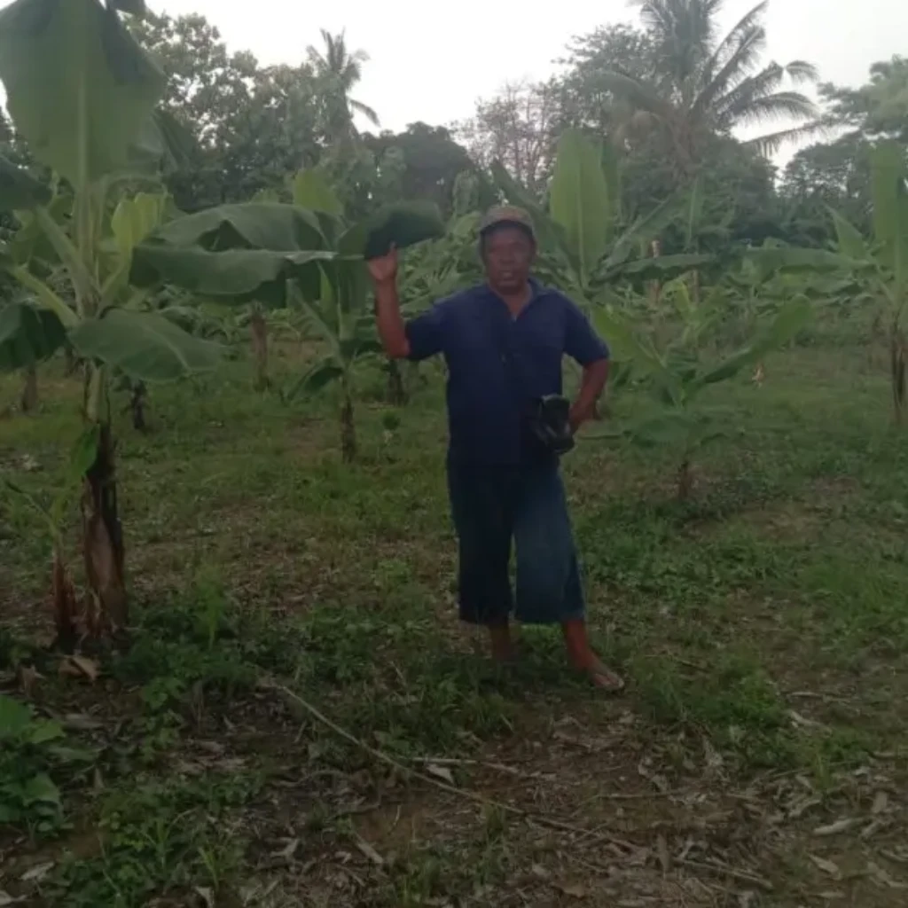 Dari Lahan Tidur Menjadi Sentra Pisang,Harapan Baru Malaka Menopang MBG dan Ekonomi Petani