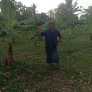 Dari Lahan Tidur Menjadi Sentra Pisang,Harapan Baru Malaka Menopang MBG dan Ekonomi Petani