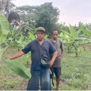 Siapkan Bibit Cavendish dan Pisang Kulit Mentah, Louk Kombet Bidik Malaka Jadi Sentra Pisang di Pulau Timor