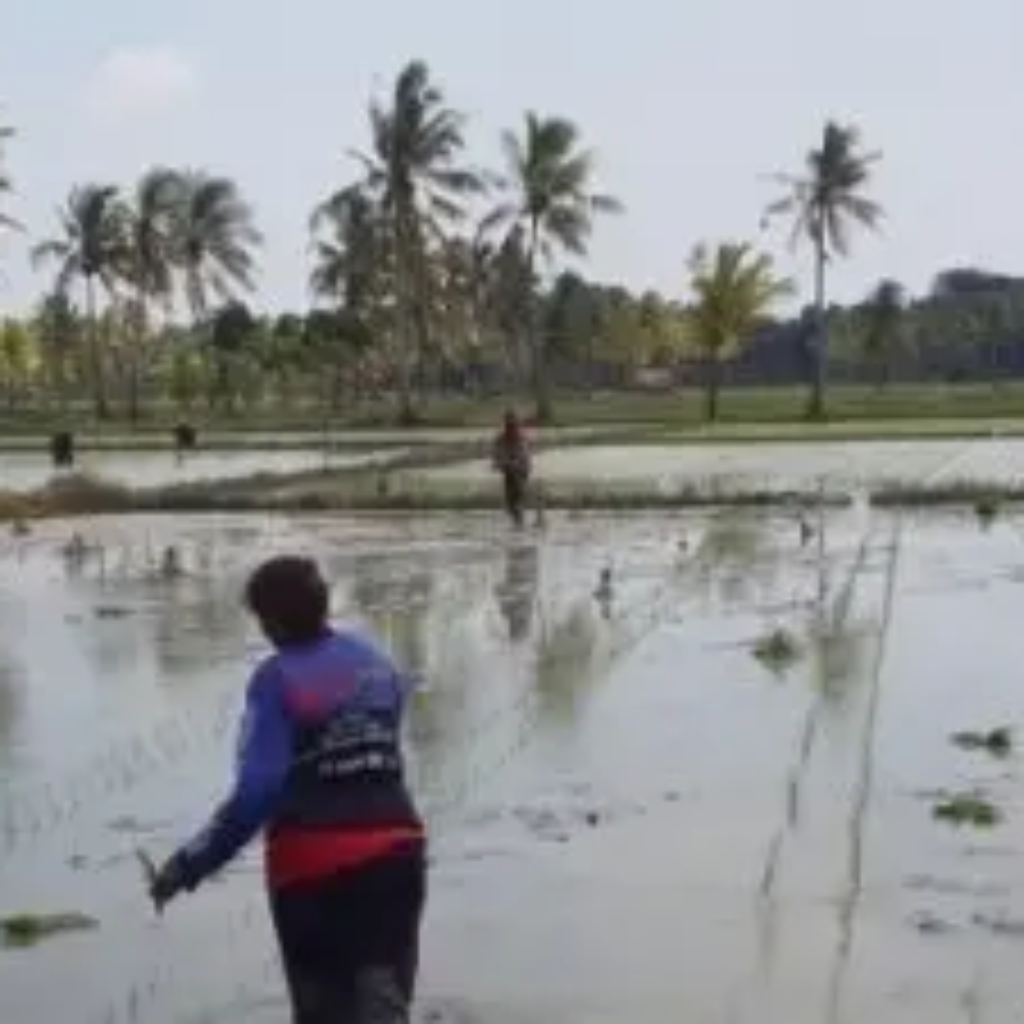 Warga Desa Rabasa Haerain Antusias Tanam Padi MT I 2026