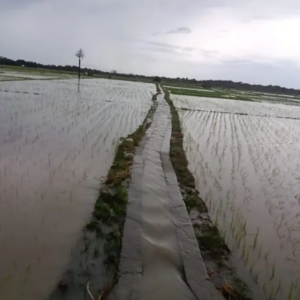 Banjir Rendam 420 Hektare Sawah di Lakekun Barat, Warga Desak Normalisasi Kali Serin dan Kali Loo